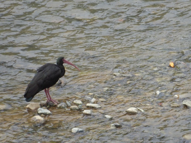bare-faced-ibis