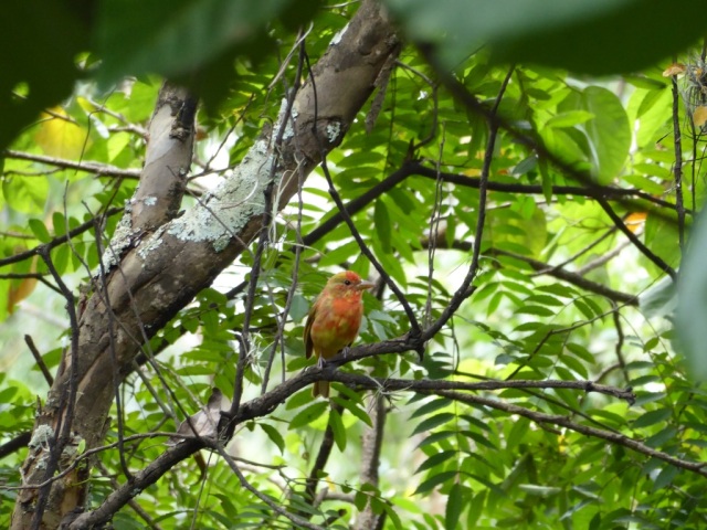 summer-tanager-molting-immature-male