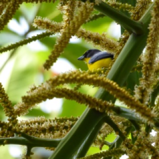 thick-billed-euphonia3
