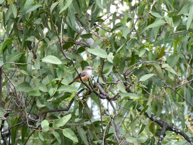 vermilion-flycatcher-female